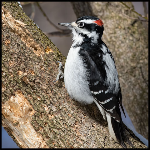 Hairy Woodpecker