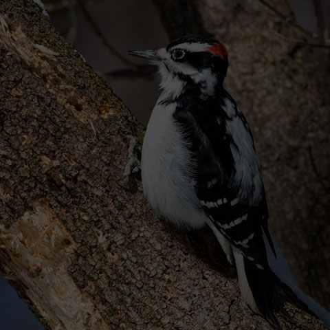 Hairy Woodpecker