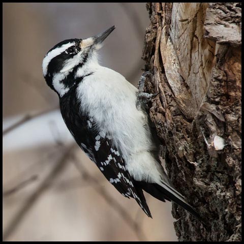 Hairy Woodpecker