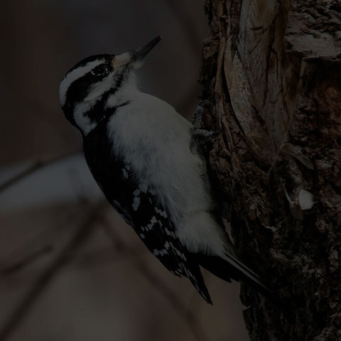 Hairy Woodpecker