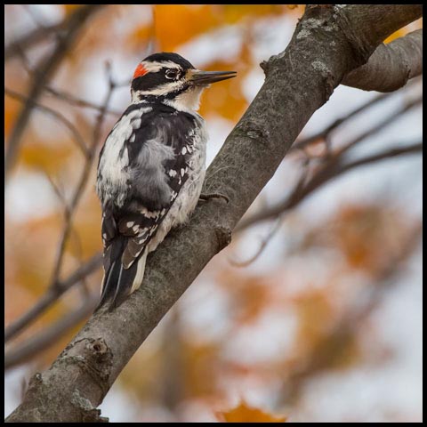 Hairy Woodpecker