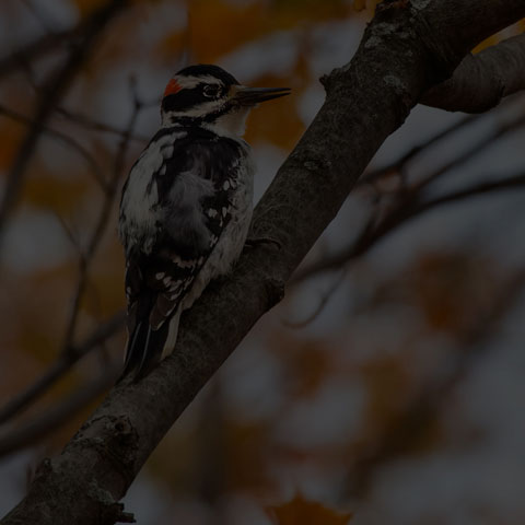 Hairy Woodpecker