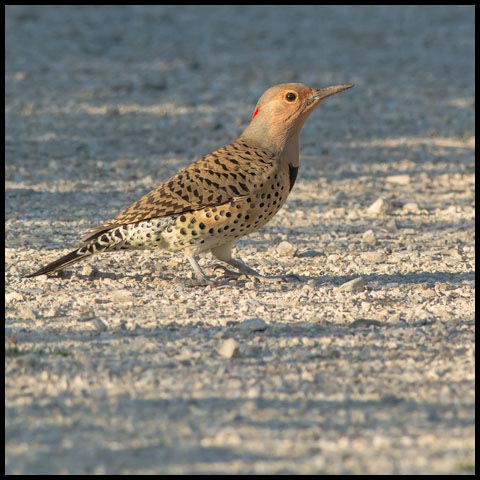 Northern Flicker