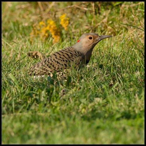 Northern Flicker