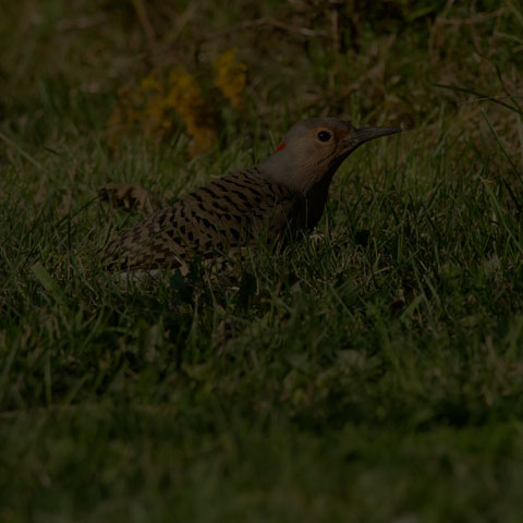 Northern Flicker