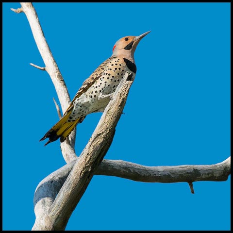 Northern Flicker