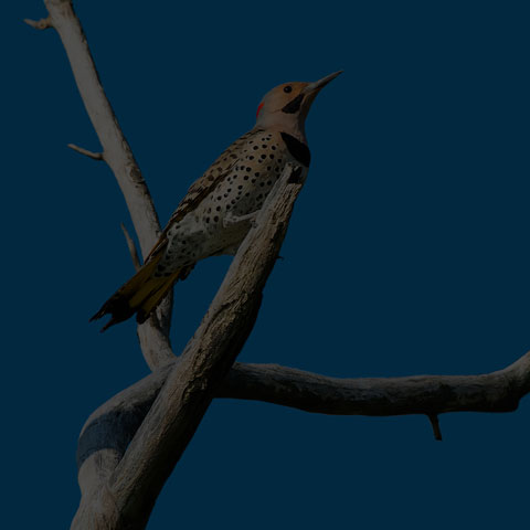 Northern Flicker