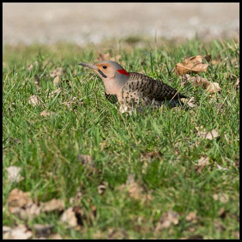 Northern Flicker