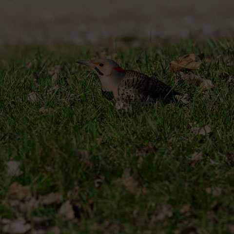 Northern Flicker