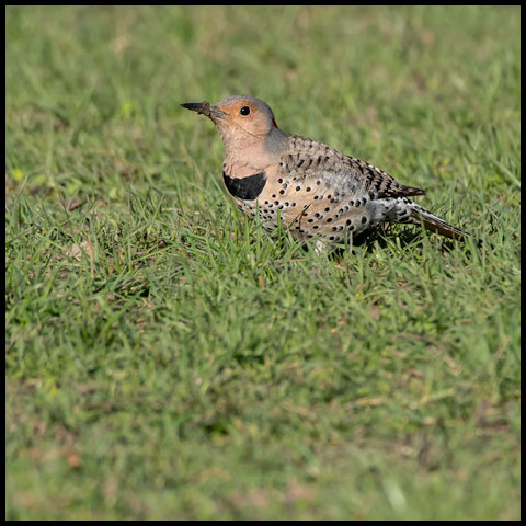 Northern Flicker