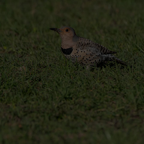 Northern Flicker