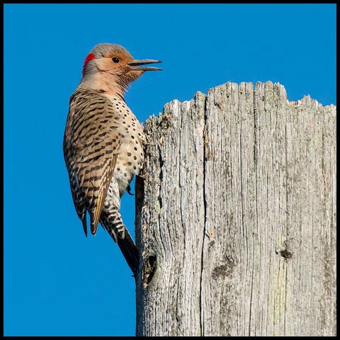 Northern Flicker