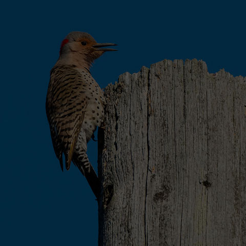 Northern Flicker