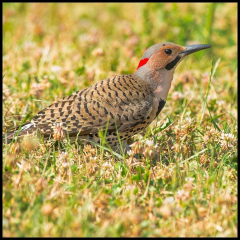 Northern Flicker