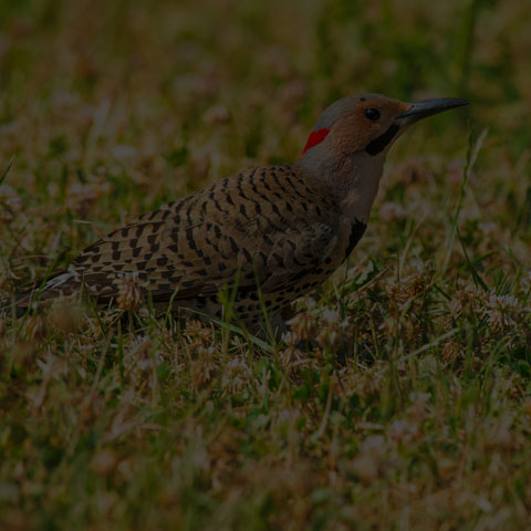 Northern Flicker