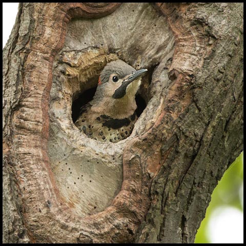 Northern Flicker