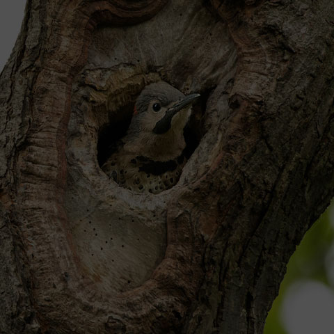 Northern Flicker