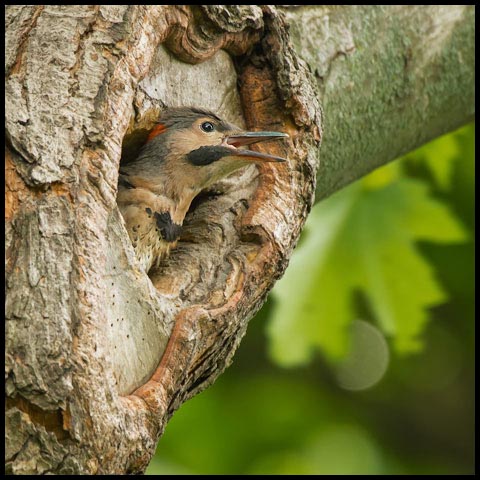 Northern Flicker