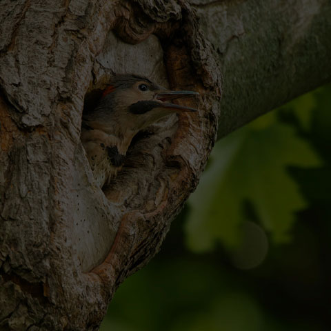 Northern Flicker