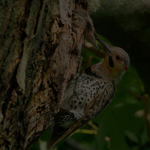 Northern Flicker