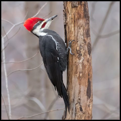 Pileated Woodpecker