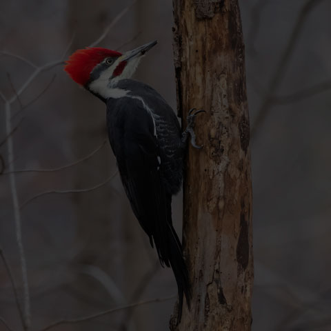 Pileated Woodpecker