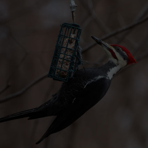 Pileated Woodpecker