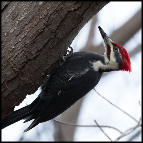 Pileated Woodpecker