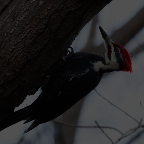 Pileated Woodpecker