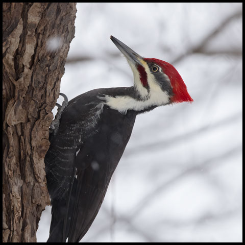 Pileated Woodpecker