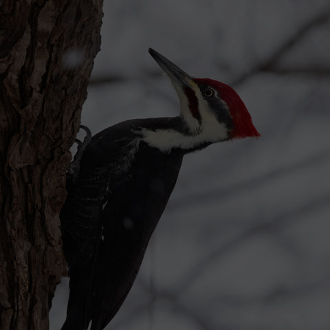 Pileated Woodpecker