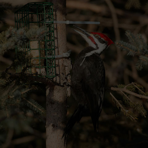 Pileated Woodpecker