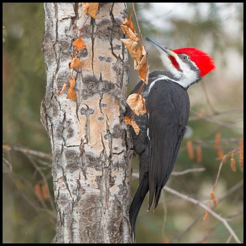 Pileated Woodpecker