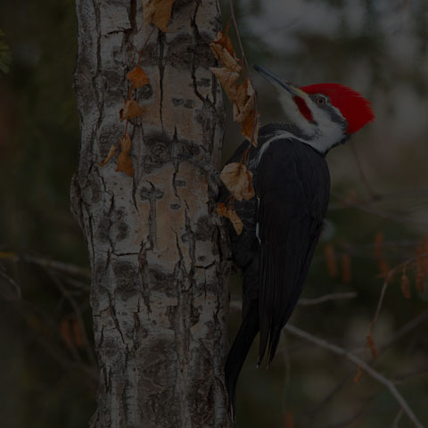 Pileated Woodpecker