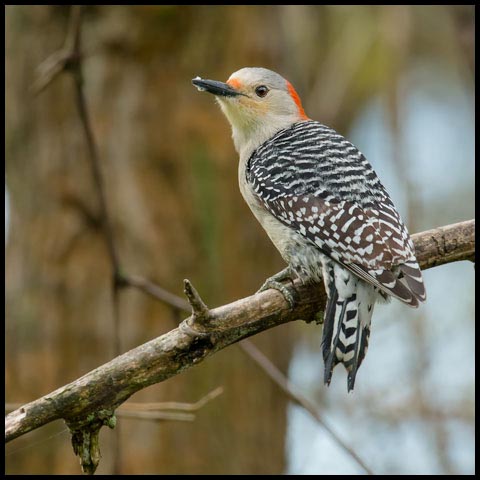 Red-bellied Woodpecker