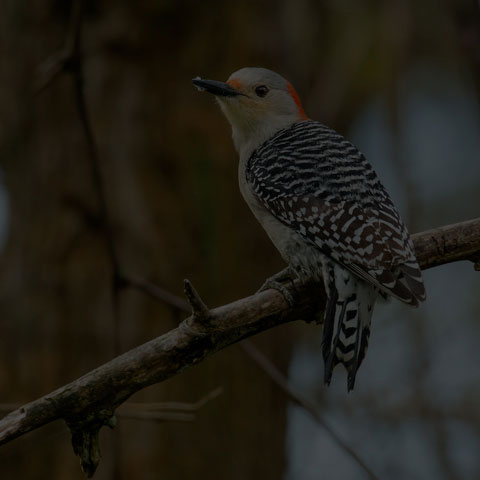 Red-bellied Woodpecker