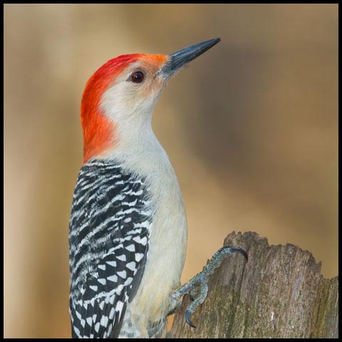 Red-bellied Woodpecker