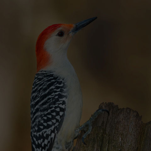 Red-bellied Woodpecker