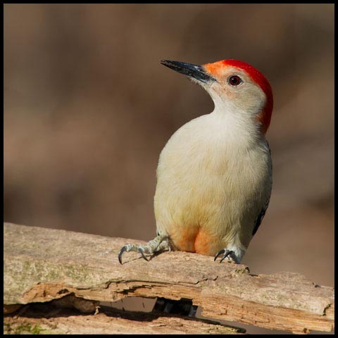 Red-bellied Woodpecker