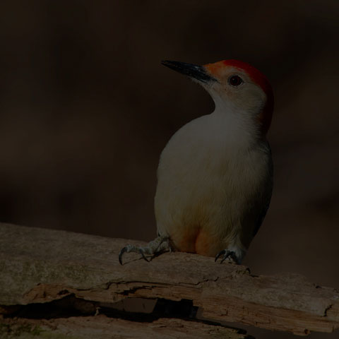 Red-bellied Woodpecker