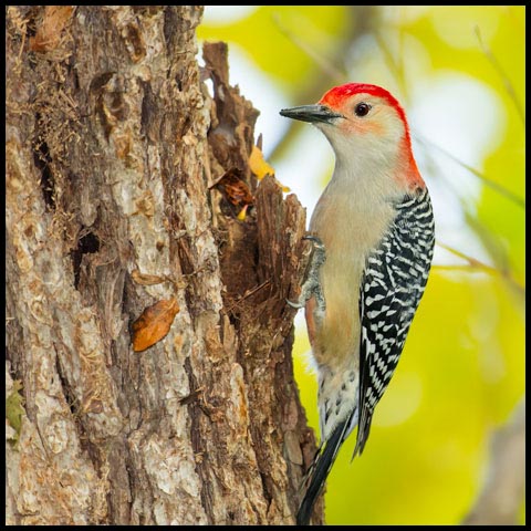 Red-bellied Woodpecker