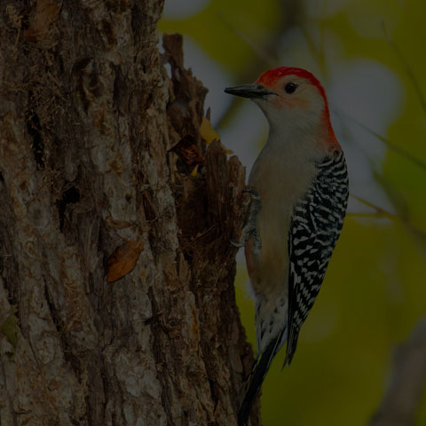 Red-bellied Woodpecker