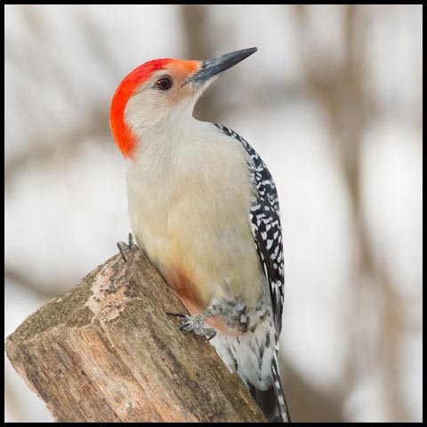 Red-bellied Woodpecker