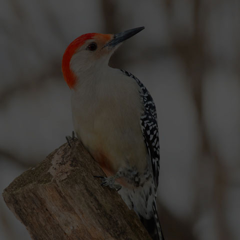 Red-bellied Woodpecker