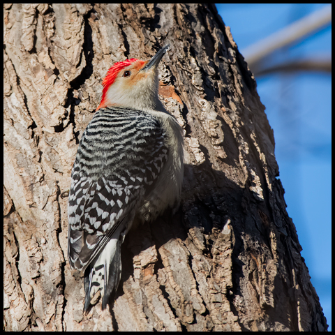 Red-bellied Woodpecker