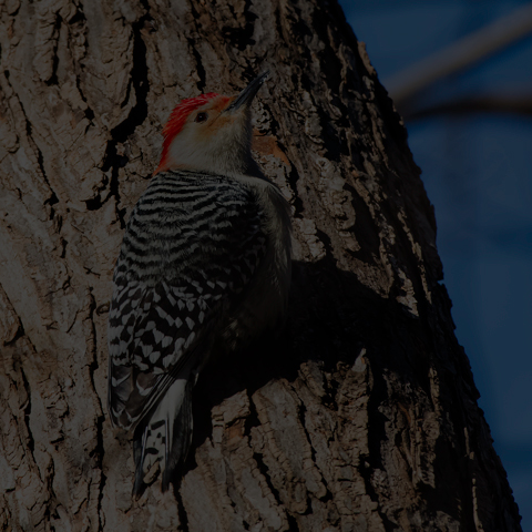 Red-bellied Woodpecker