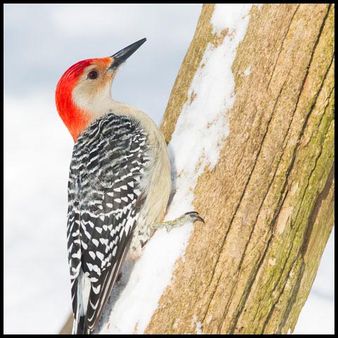 Red-bellied Woodpecker