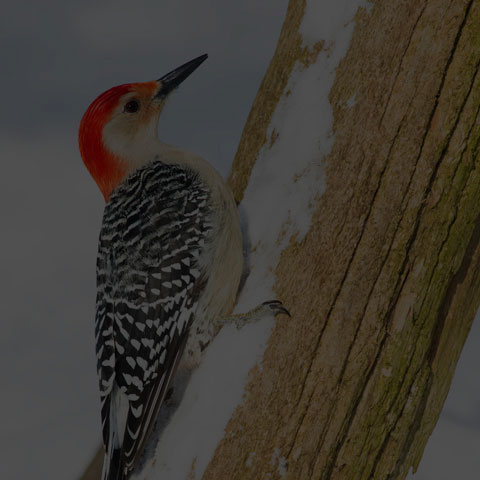 Red-bellied Woodpecker