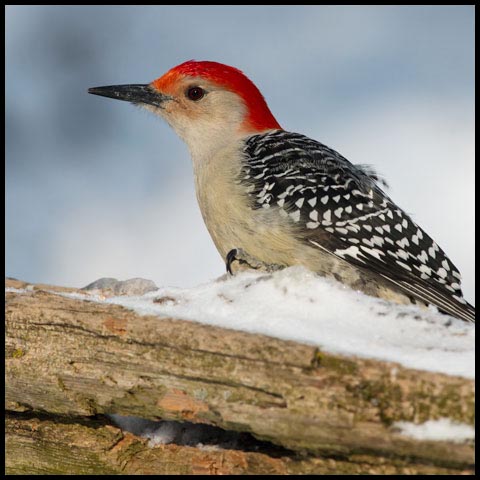 Red-bellied Woodpecker