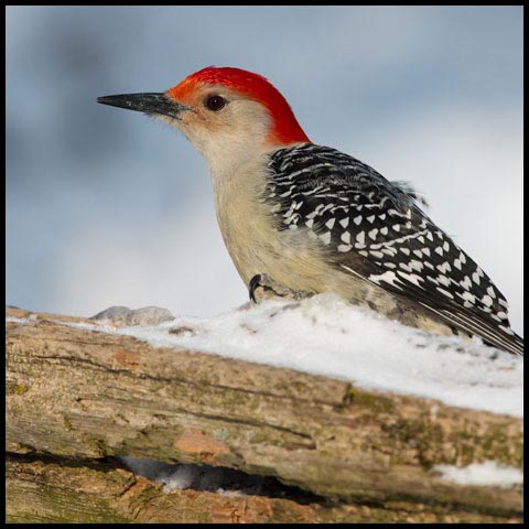 Red-bellied Woodpecker